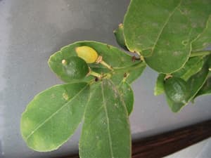 檸檬の実が・・・