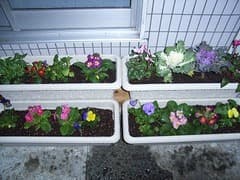 イルミネーション点灯！