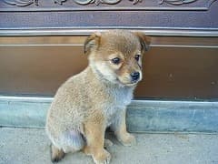 家族が増えました。