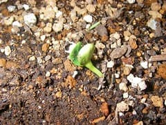 ふたば　ふたば