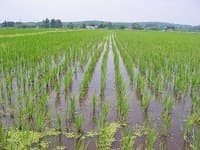 田の草取り