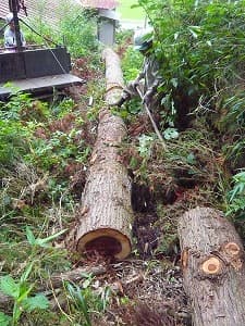 葉枯らしを終えました。