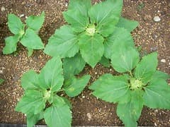 ご無沙汰です。ちびひまわり