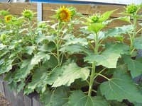 ちびひまわり　咲きました。