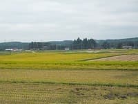 やっと　稲刈り