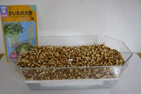 スプラウト　1日後