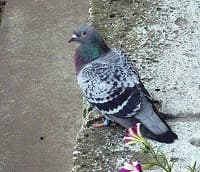 迷い鳩。