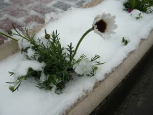 雪？