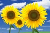 夏季休業のお知らせ。