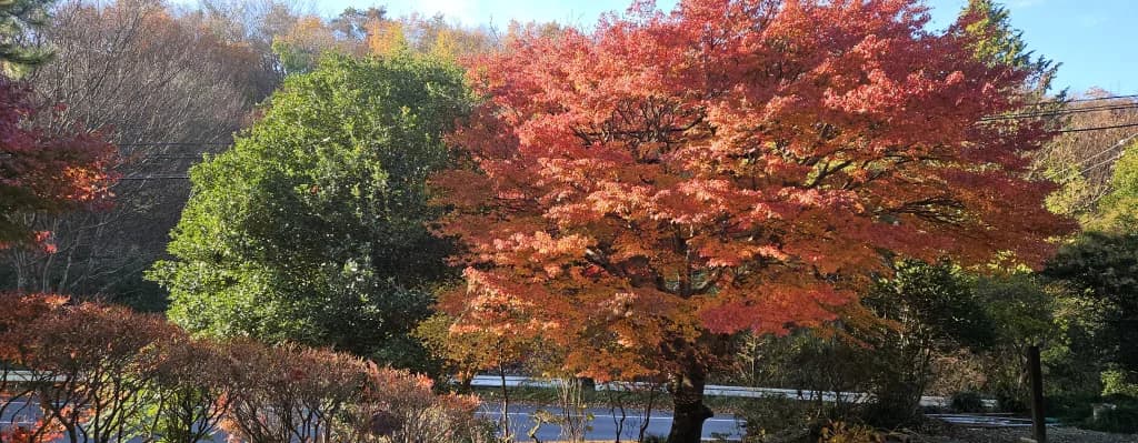 我が家の紅葉