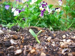 ふたば　ふたば