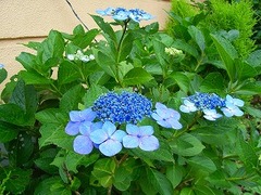 紫陽花その２