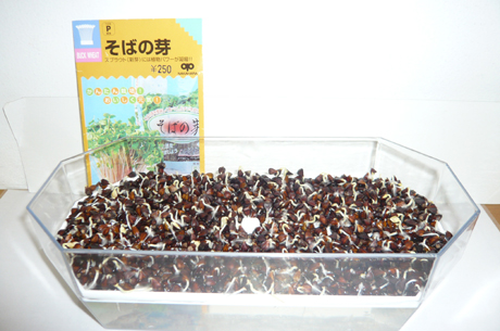 そばの芽