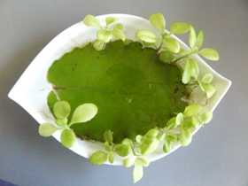 芽の出てない部分