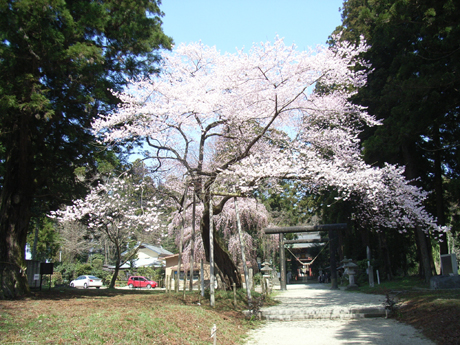 春の桜も素敵です