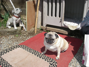 パグのキャンディーちゃん