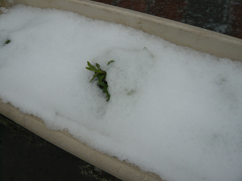 雪に埋もれた花
