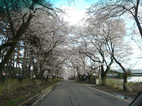 さくらのトンネル