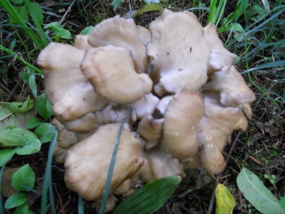 マイタケアップ