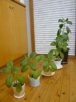鉢に植えました