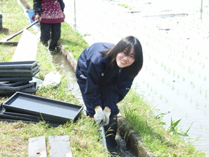 デビューって　田んぼです。