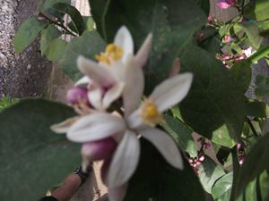 近頃やっと咲き始めました