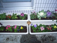 パンジー・ビオラや、プリムラ・ハボタン