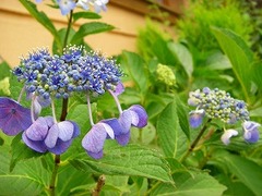紫陽花