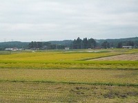 やっと　稲刈り