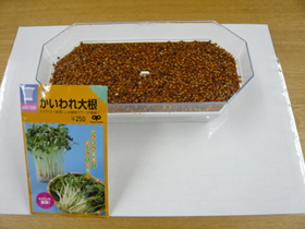 かいわれ大根