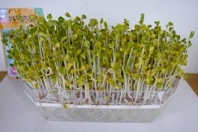 成長したかいわれ大根